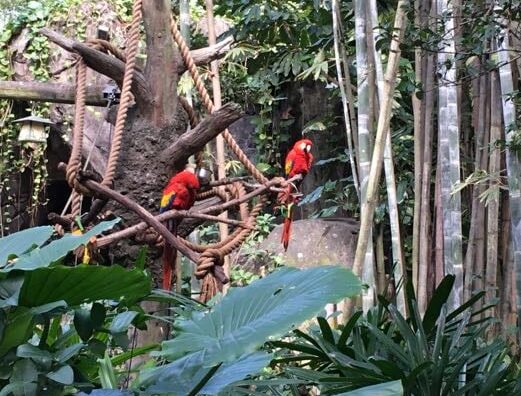 disney animal kingdom oasis